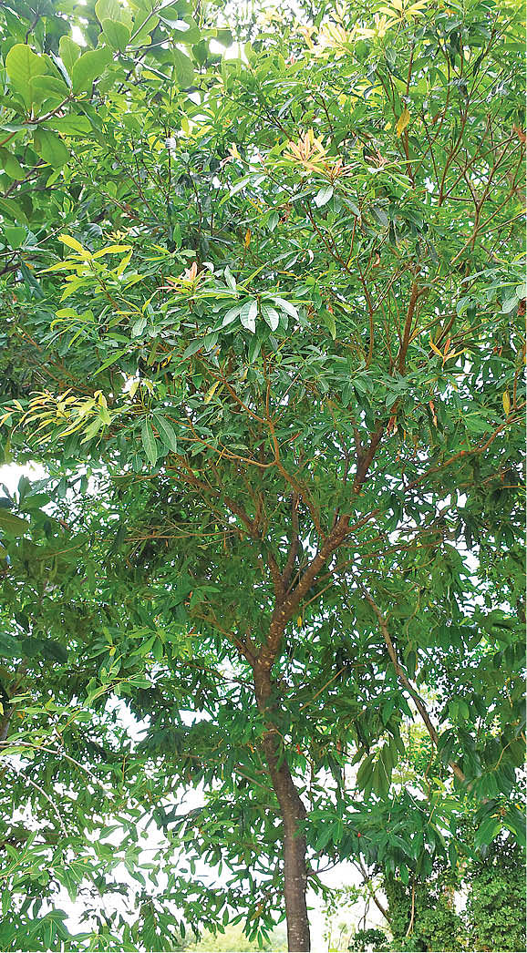இலுப்பை மரம்