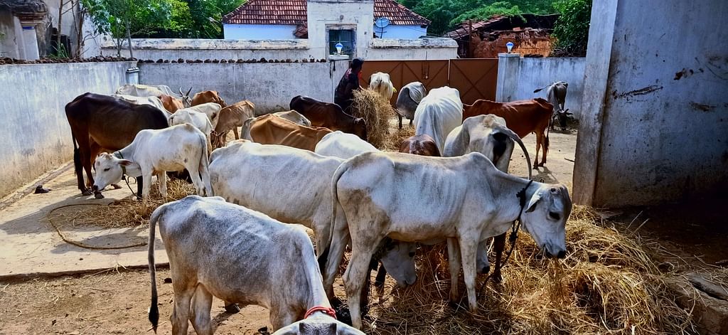 நாட்டு மாடுகள் மூலம் விபூதி