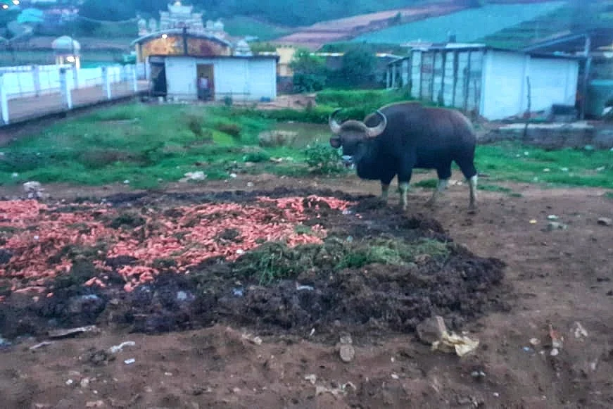கழிவு கேரட்டுகளை உண்ணும் காட்டு மாடு
