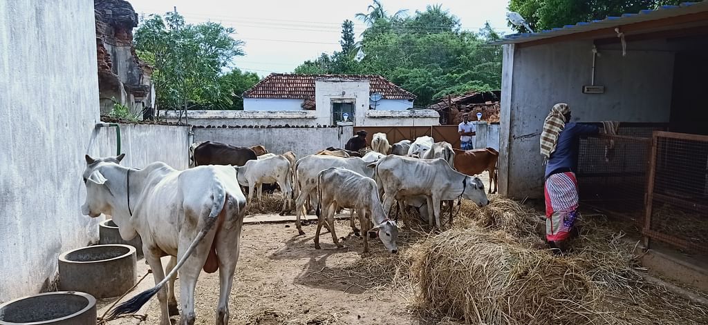 நாட்டு மாடுகள்