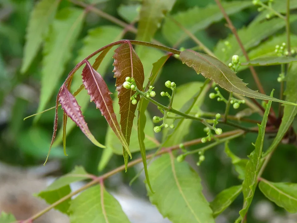 வேப்பிலை