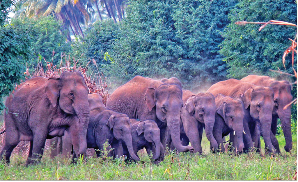 யானைகள்