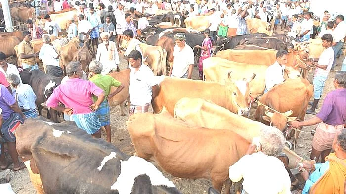 பொய்கை மாட்டுச் சந்தை