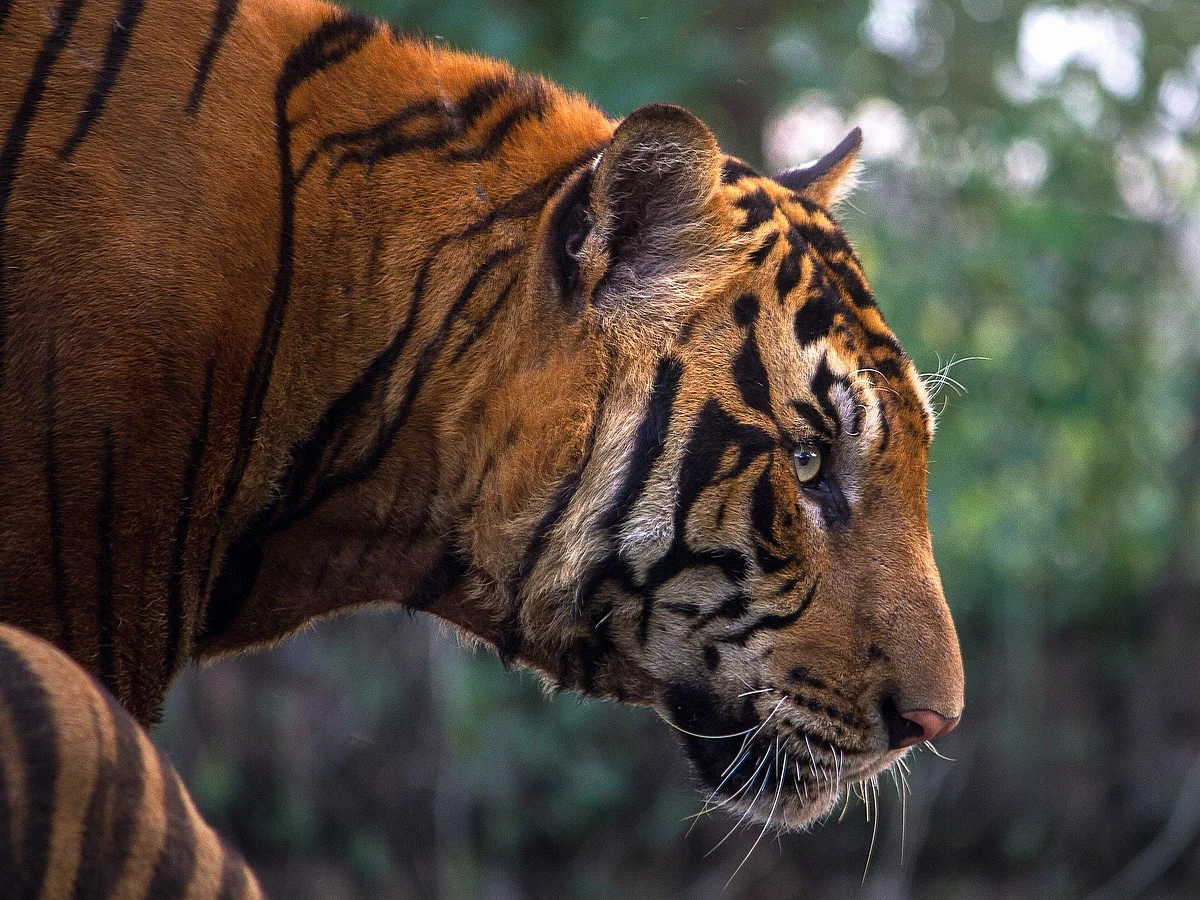 International Tiger Day: பசுமை ஆற்றலால் மட்டுமல்ல; புலிகளைக் காப்பதன் மூலமாகவும் உலகைக் காக்கலாம்!