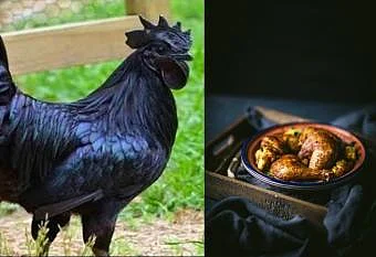 கருங்கோழி
