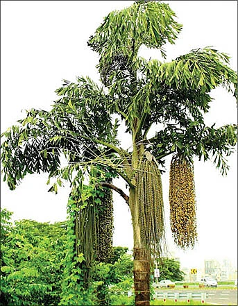 கூந்தற்பனை