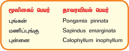 நல்மருந்து 2.0 - புண்களை ஆற்றும் புங்கன்! வாத நோய்க்குப் புன்னை!