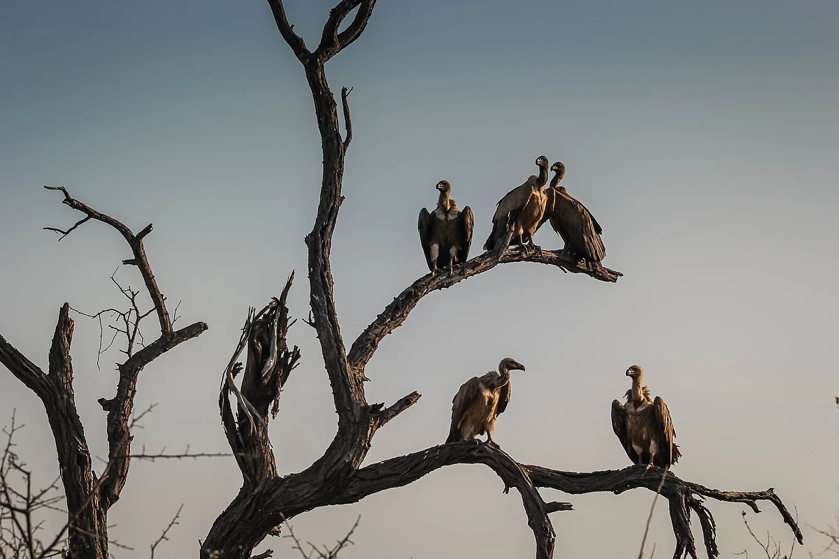 Representational Image