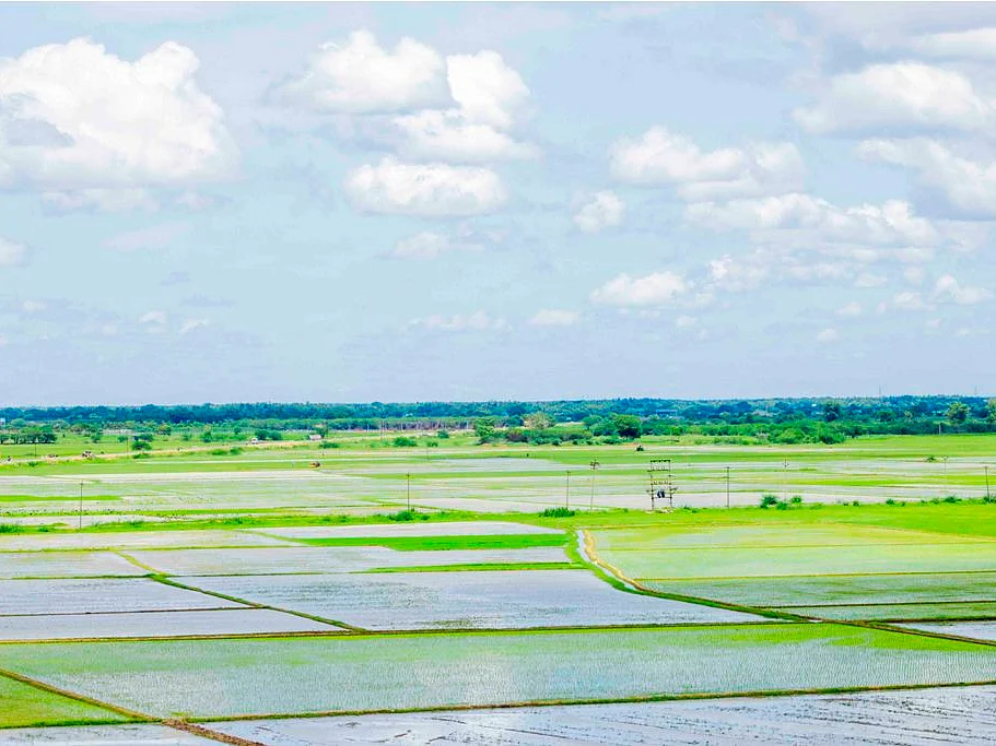 நாற்றுகளை நாசம் செய்த காட்டுப் பன்றிகள், கண்ணீரில் விவசாயிகள்; நடவடிக்கை எடுப்பார்களா அதிகாரிகள்?