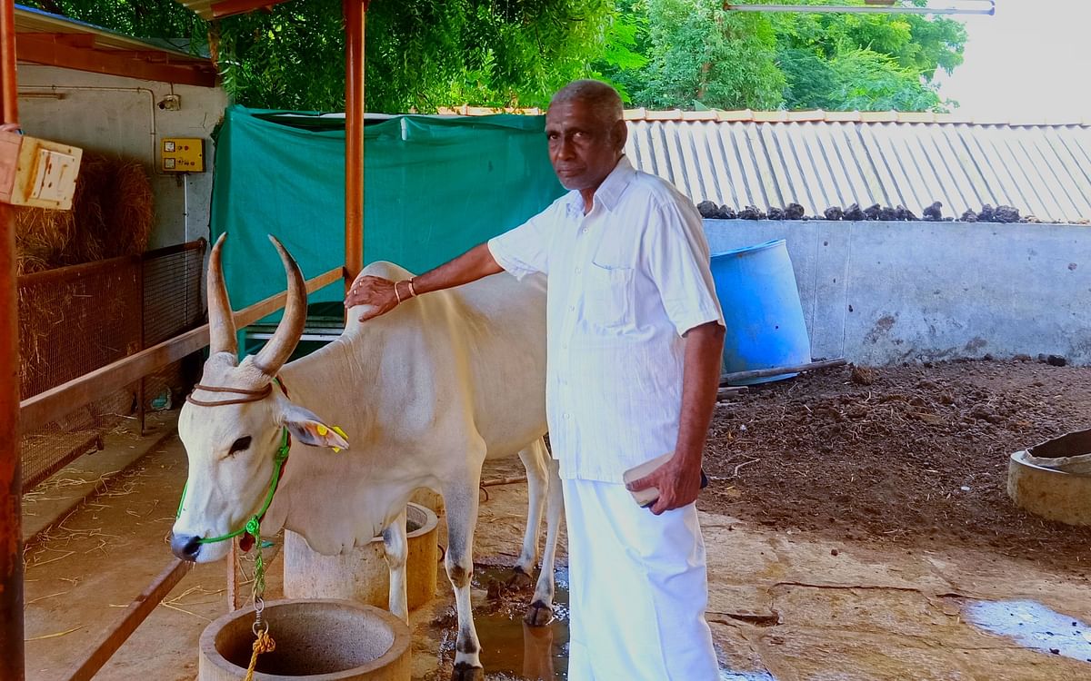 ஒரு கிலோ விபூதி ₹500... நாட்டு மாடுகள் வளர்ப்பில் முதியவரின் அசத்தலான பிசினஸ்! 