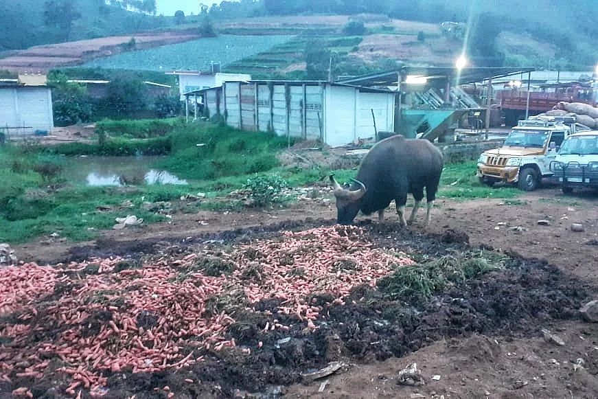 gaur eating waste carrot