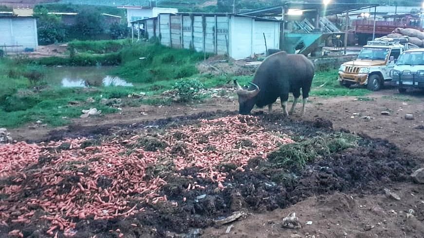 gaur eating waste carrot