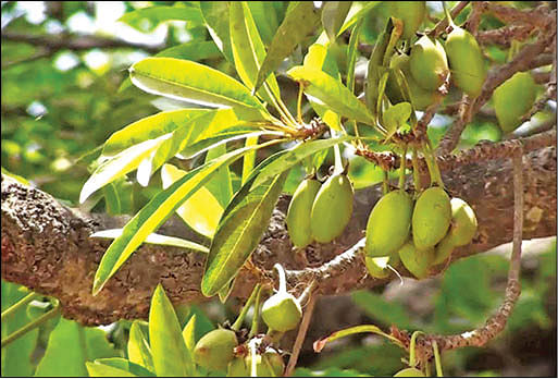 இலுப்பைக் காய்...