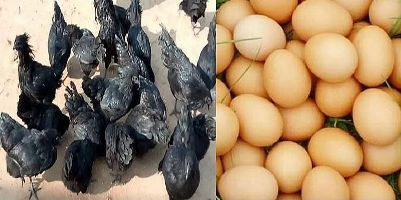 கருங்கோழி முட்டை