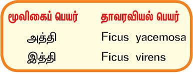 நல்மருந்து 2.0 - பிணிகளை நீக்கும்... நிலத்தடி நீரைக் காக்கும் அத்தி!