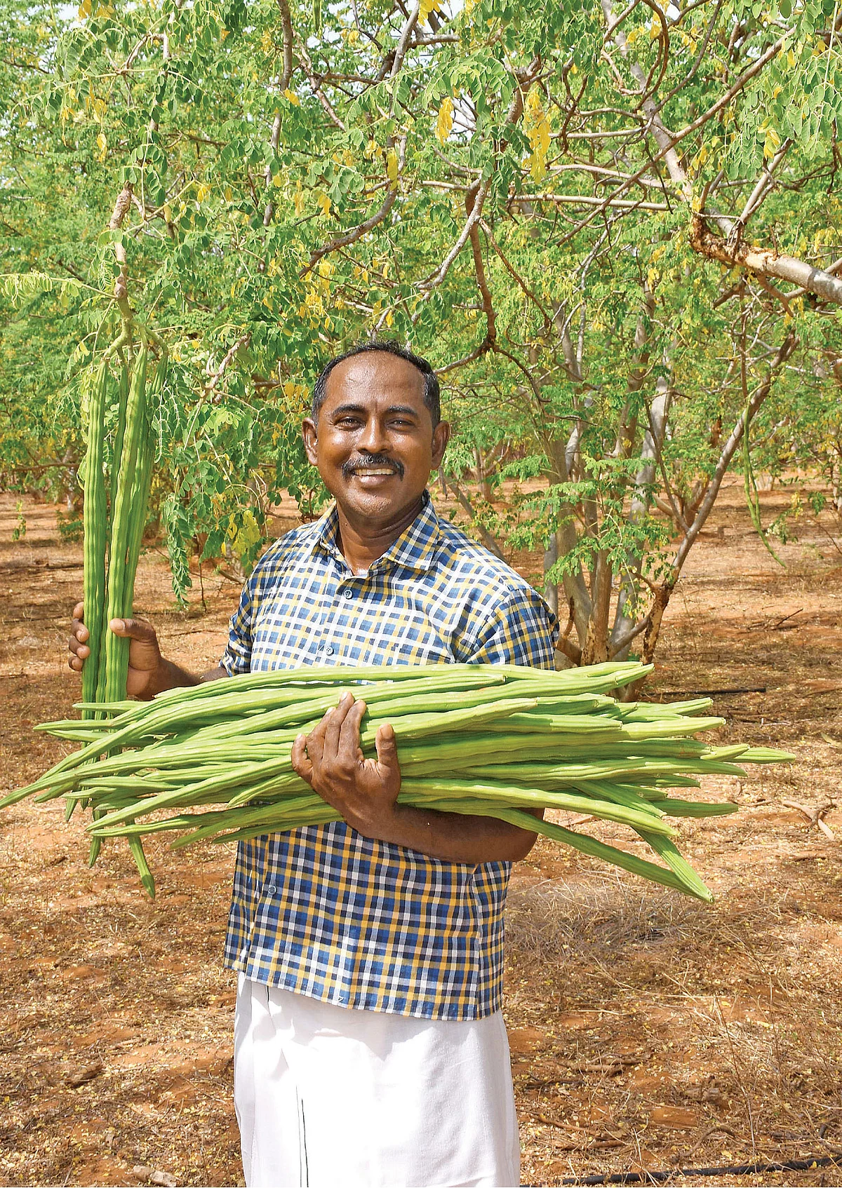 அறுவடை செய்த முருங்கைக் காய்களுடன் அரவிந்தன்