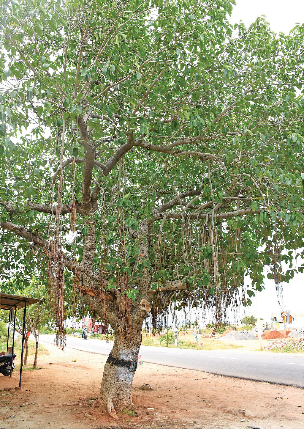 ஆலமரம்