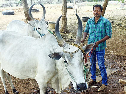 கால்நடை: ஆடு, மாடு, கோழி, குதிரை... மாதம் ரூ.1 லட்சம் லாபம்!