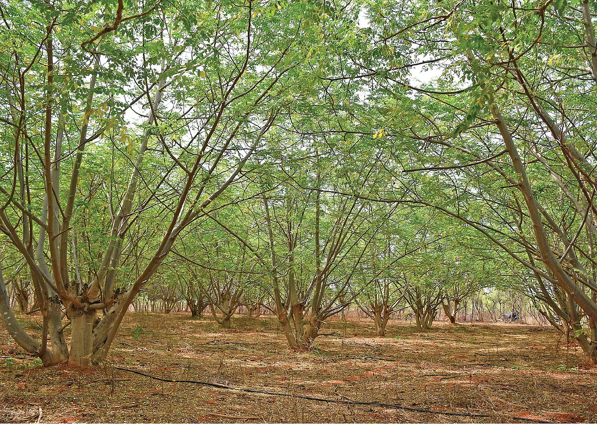 3.5 ஏக்கர், ஆண்டுக்கு ரூ. 7 லட்சம்! - பெரிய வருமானம் தரும் பெயரில்லா முருங்கை!