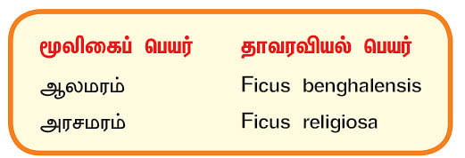 நல்மருந்து 2.0 - ஆண் மலடு நீக்கும் ‘ஆல்!’ - பெண் மலடு போக்கும் ‘அரசு!’