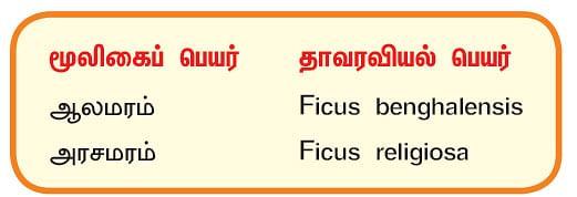 நல்மருந்து 2.0 - ஆண் மலடு நீக்கும் ‘ஆல்!’ - பெண் மலடு போக்கும் ‘அரசு!’