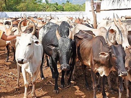 மேய்ச்சல் மாடுகள்! சிறுநீர், சாணம் விற்பனைமூலம் வருமானம்!