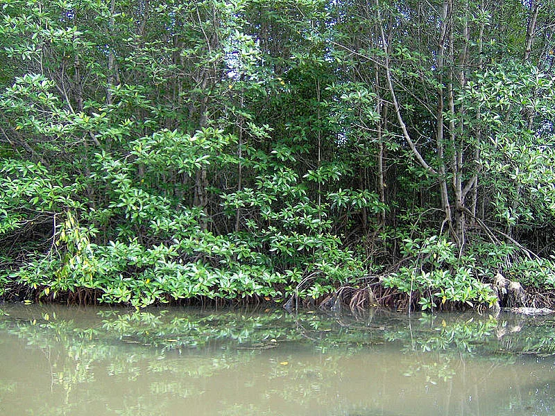 Can Gio Mangrove Biosphere Reserve