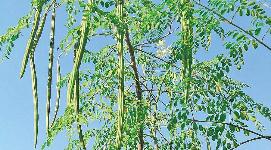 முருங்கை