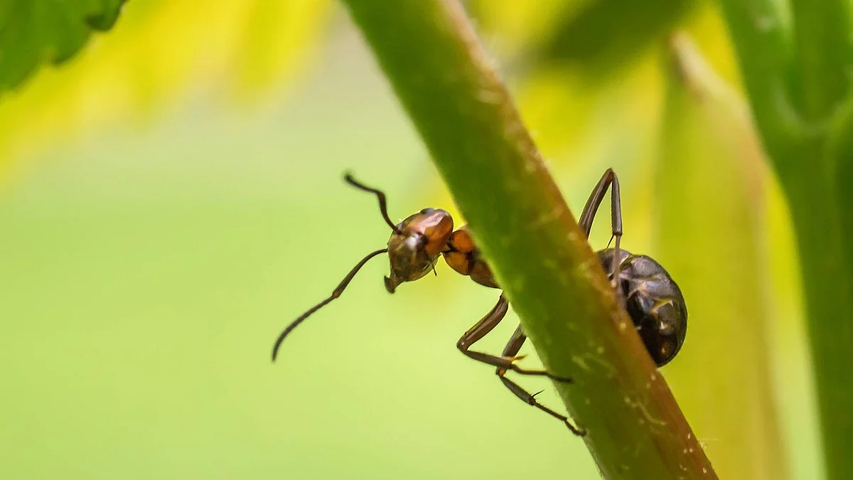 Ant