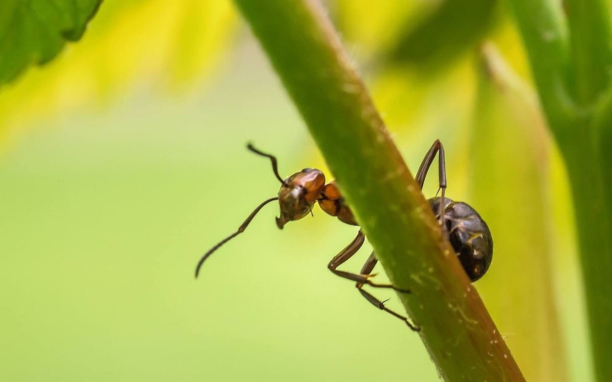 How to: வீட்டிலிருந்து எறும்பை ஒழிப்பது எப்படி? I How to get rid of ants? 