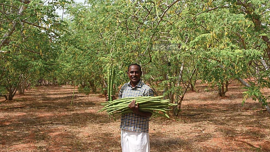 அறுவடை செய்த முருங்கைக் காய்களுடன் அரவிந்தன்