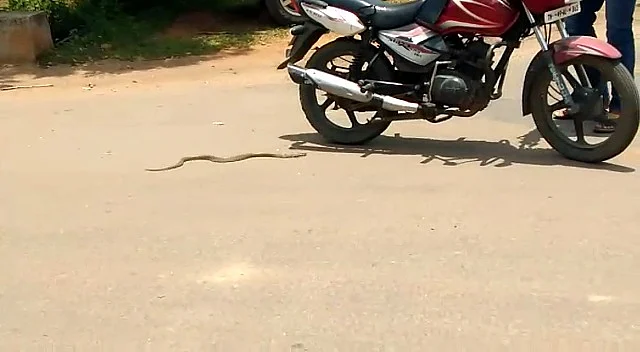 பாம்பு