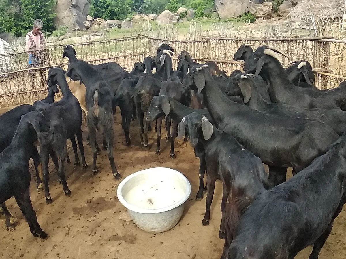 அருமையான வருமானம் தரும் ஆடு வளர்ப்பு! - பசுமை விகடன் வழங்கும் ஆன்லைன் பயிற்சி