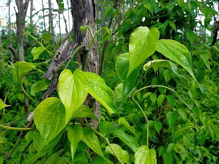 ஆத்தூர் வெற்றிலை: `காரத்தன்மை மிகுந்த தனிச்சுவை!' - கிடைக்குமா புவிசார் குறியீடு?