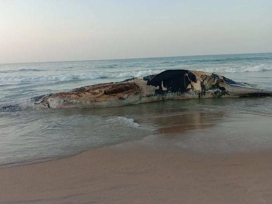 ராமநாதபுரம்: 7 டன் எடை... முகப்பகுதியில் பலத்த காயம்! - கரை ஒதுங்கிய ராட்சத நீலத் திமிங்கலம்