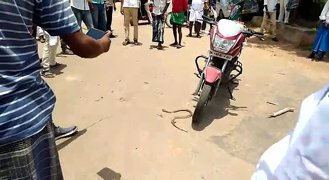 பாம்பு