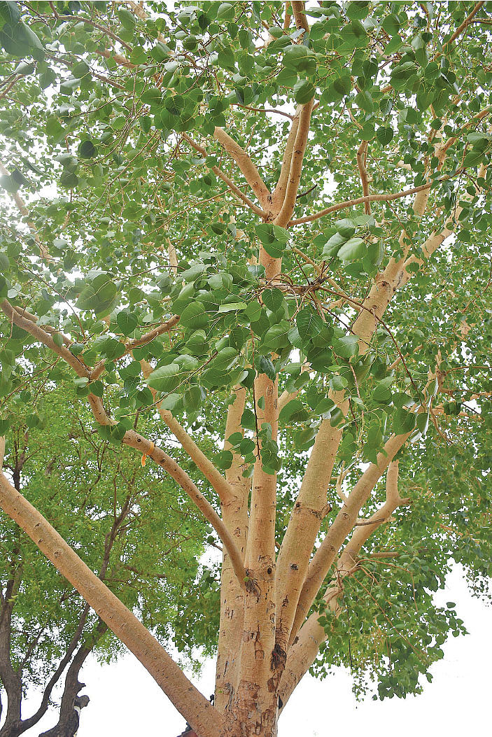 அரச மரம்
