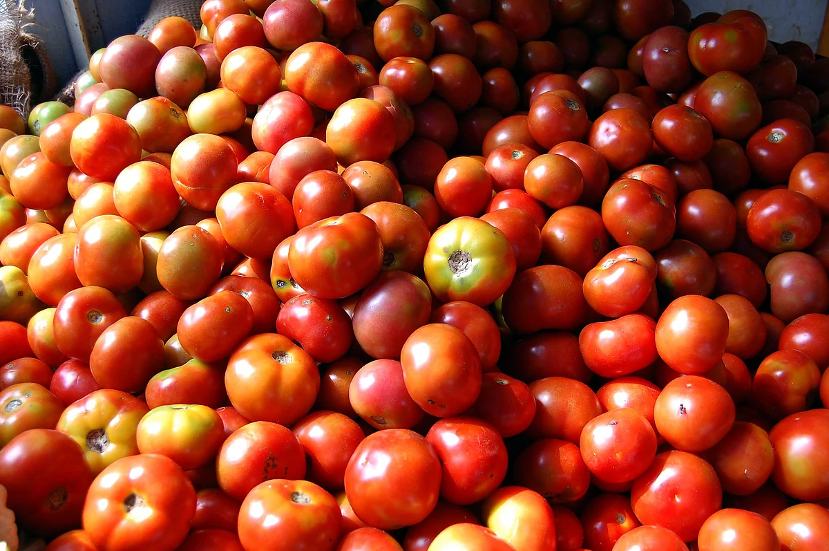 Tomato