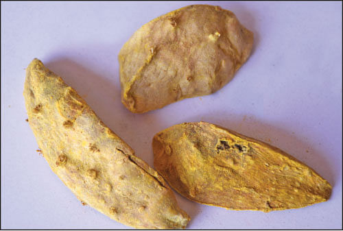 கஸ்தூரி மஞ்சள்