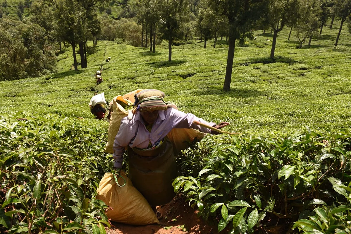 tea estate workers
