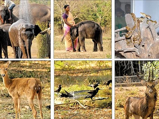 Vandalur Zoo