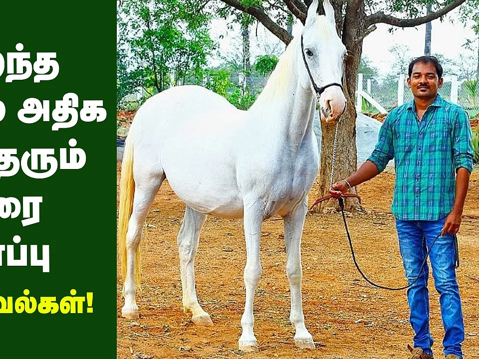 குறைந்த செலவில் அதிக லாபம்... குதிரை வளர்ப்பு A - Z | Horse Farm