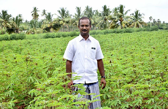 3 ஏக்கர்... ஆண்டுக்கு ரூ. 5,25,000 வருமானம்! - முருங்கை இலையில் முத்தான லாபம்!