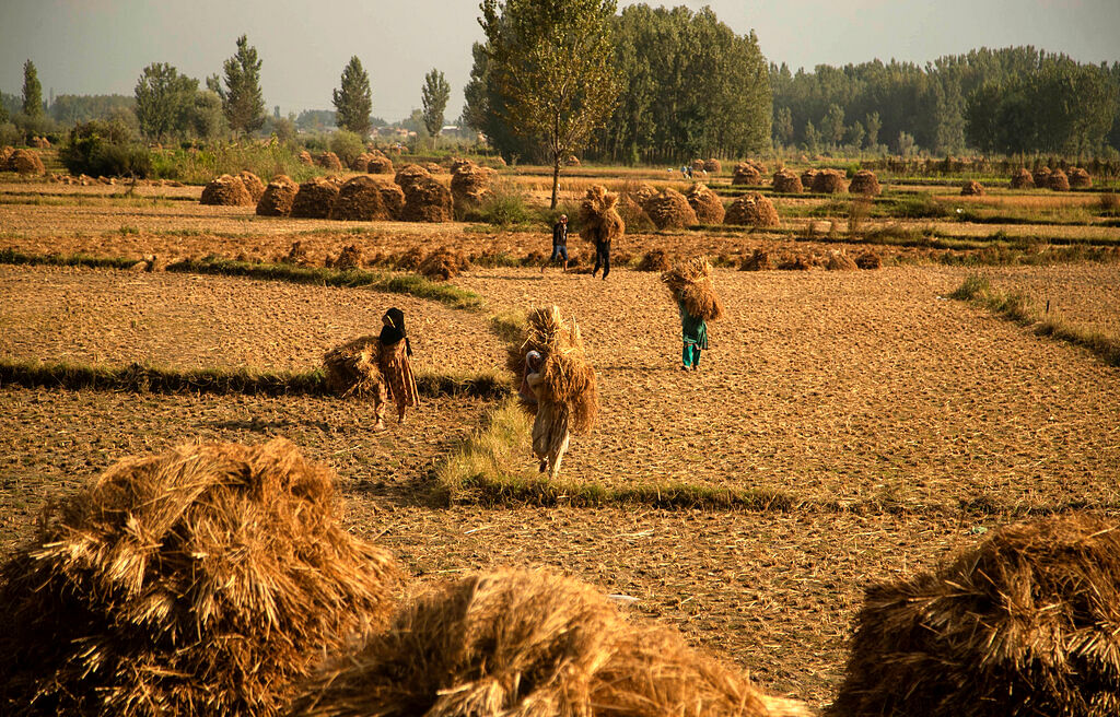 Farmers carry paddy after a harvest in srinagar