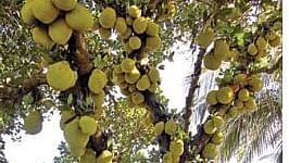 Jackfruit