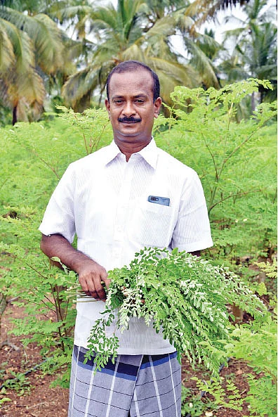 3 ஏக்கர்... ஆண்டுக்கு ரூ. 5,25,000 வருமானம்! - முருங்கை இலையில் முத்தான லாபம்!