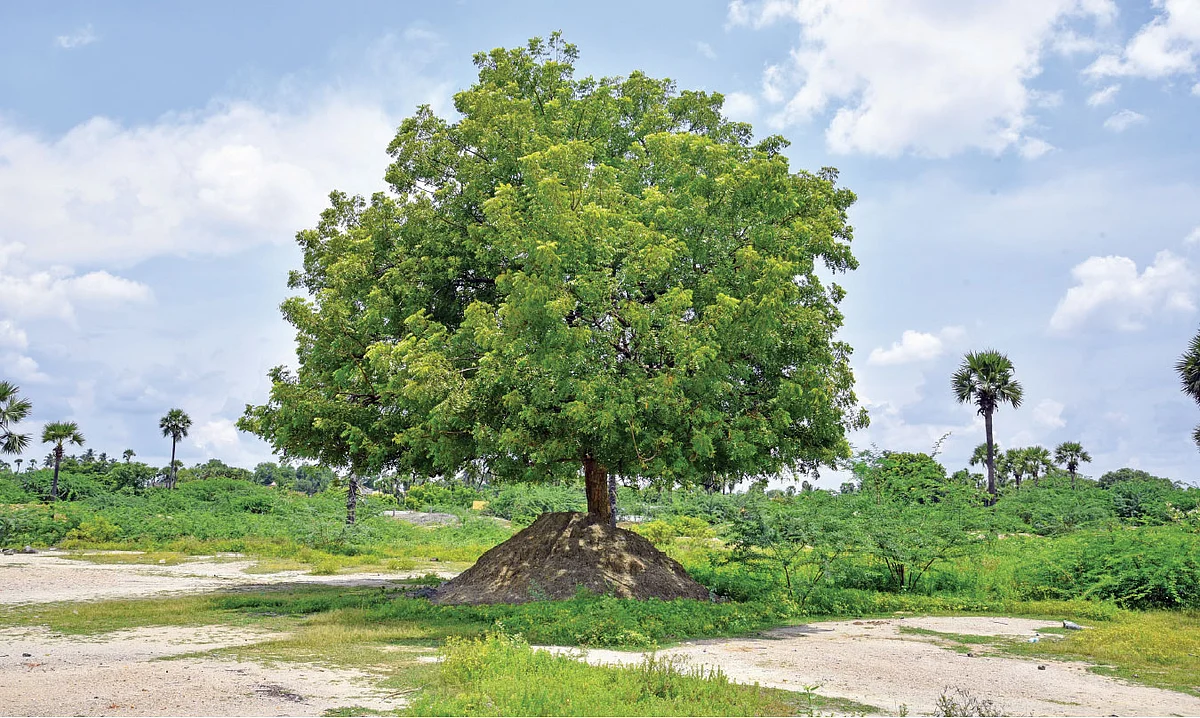 இயற்கை வேளாண்மை