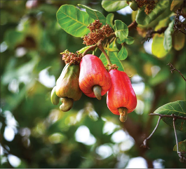 முந்திரி