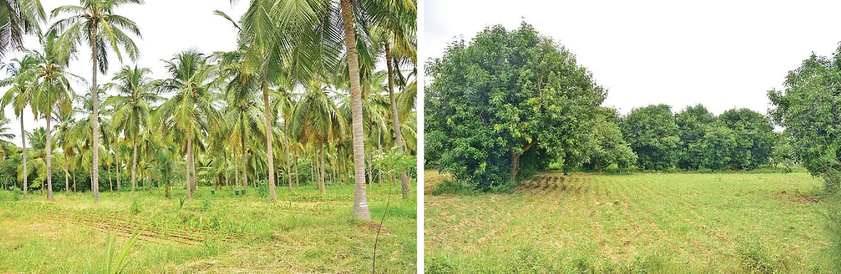 தென்னை, மாமரங்கள்