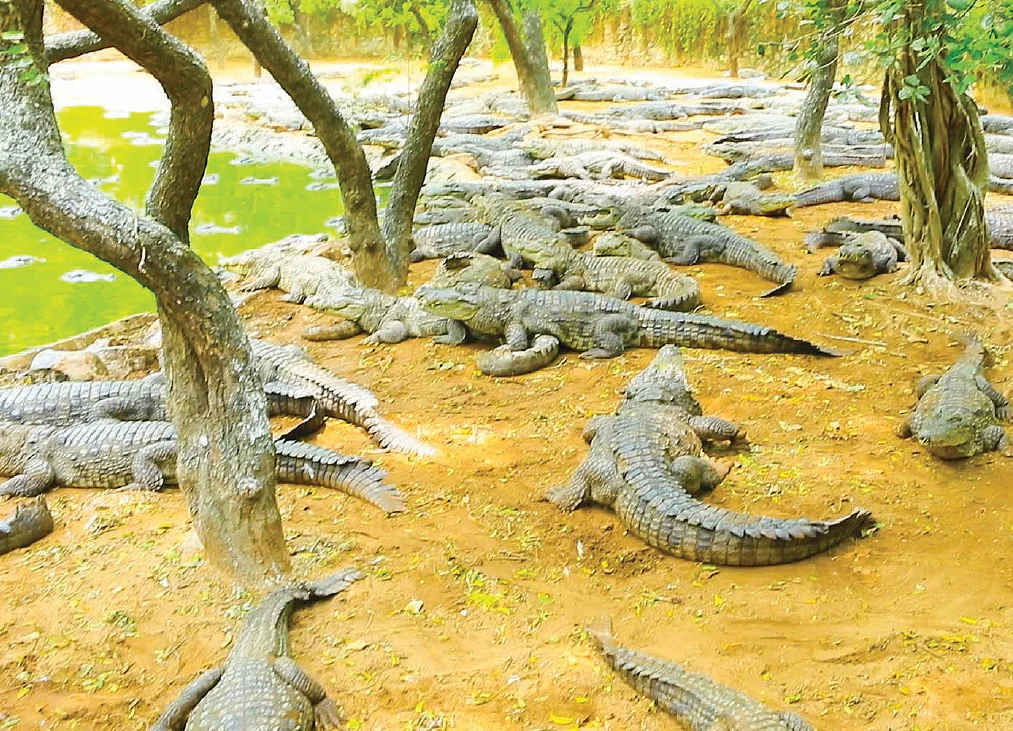 முதலை, ஆமை, இக்வானா, டிராகன்... “இதெல்லாமும் எங்களுக்குக் குழந்தைங்கதான்!”